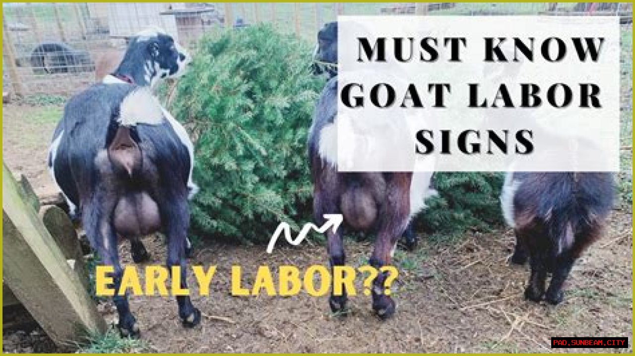 How To Know When Your GOAT Offer Is Accepted