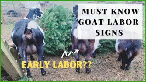 How To Know When Your GOAT Offer Is Accepted